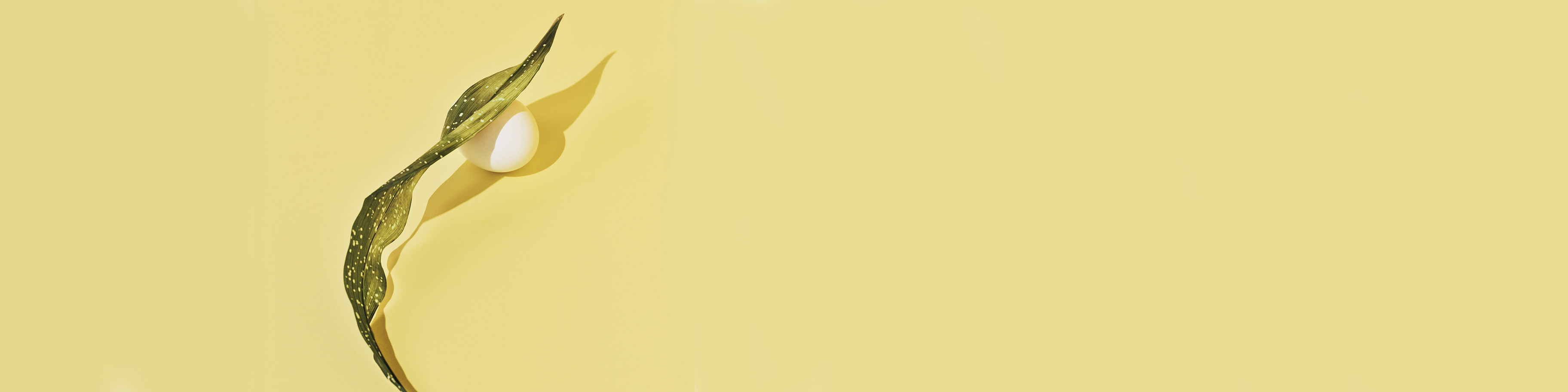 A leaf laving over an egg with a yellow background.